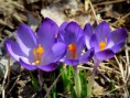 /album/bildgalleri-natur/img-5903-001-jpg/