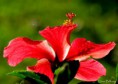 /album/bildgalleri-natur/img-8008-jpg/