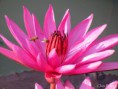/album/bildgalleri-natur/img-8723-jpg1/