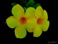 /album/bildgalleri-natur/img-8666-jpg/