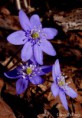 /album/bildgalleri-natur/p4210146-001-jpg/