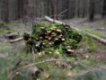 /album/bildgalleri-natur/pa020136-jpg/